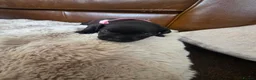 Staffordshire Bull Terrier dogs for sale: Staffordshire Bull terrier puppies 🐶  in Cheltenham - Advert 21