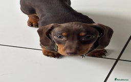 Dachshund dogs for sale: 14 week old male dachshund  - Image 2