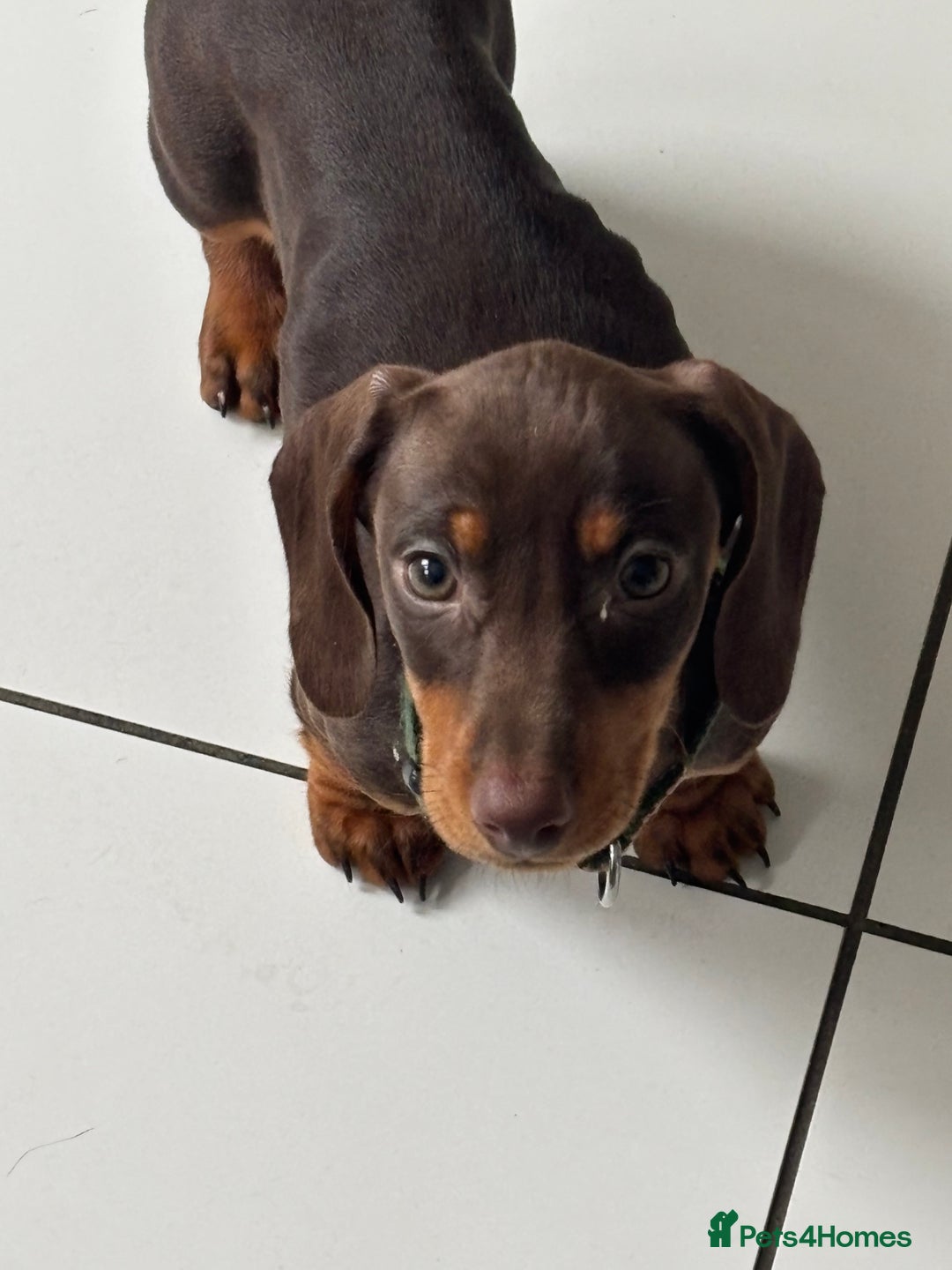 Dachshund dogs for sale: 14 week old male dachshund  - Image 2