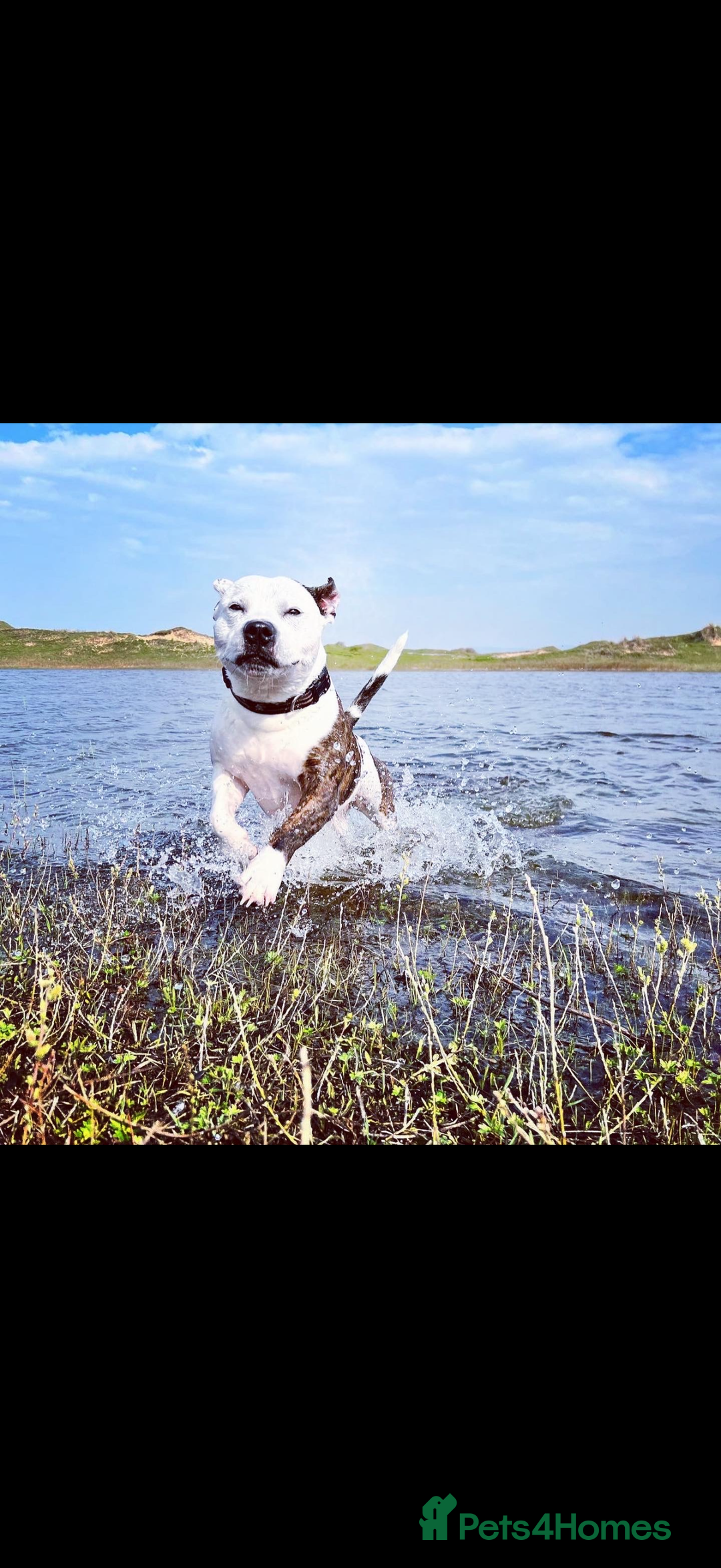 Mixed Breed dogs for sale: Bailey, 6 year old staff cross. - Image 3