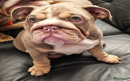 English Bulldog dogs for sale: Final Female English Bulldog available - Image 13