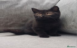 British Shorthair cats for sale: Ready now! Affectionate Black GCCF female - Image 14