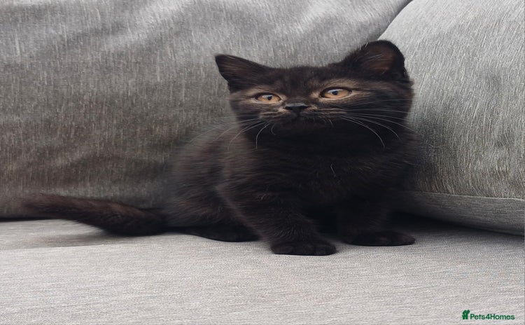 British Shorthair cats - Advert 5
