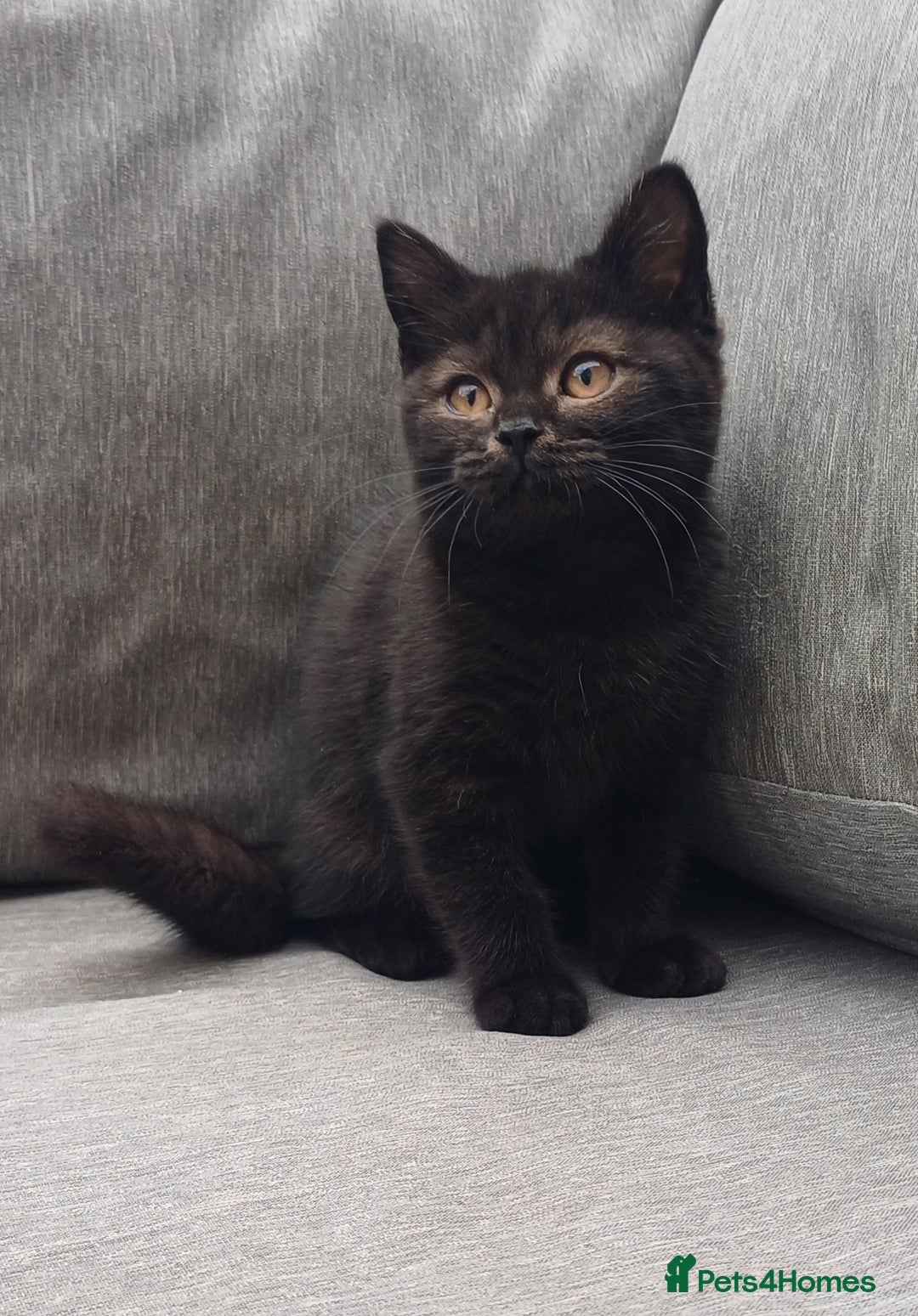 British Shorthair cats for sale: Ready now! Affectionate Black GCCF female - Image 14