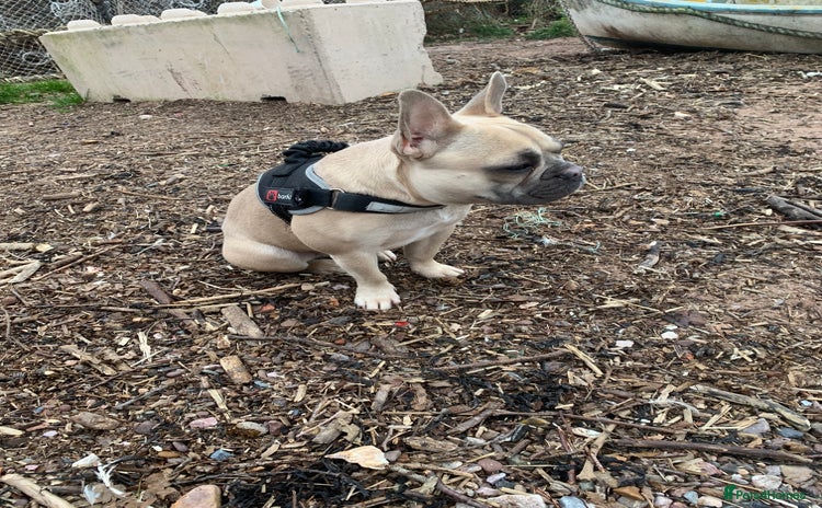 French Bulldog dogs - Advert 1