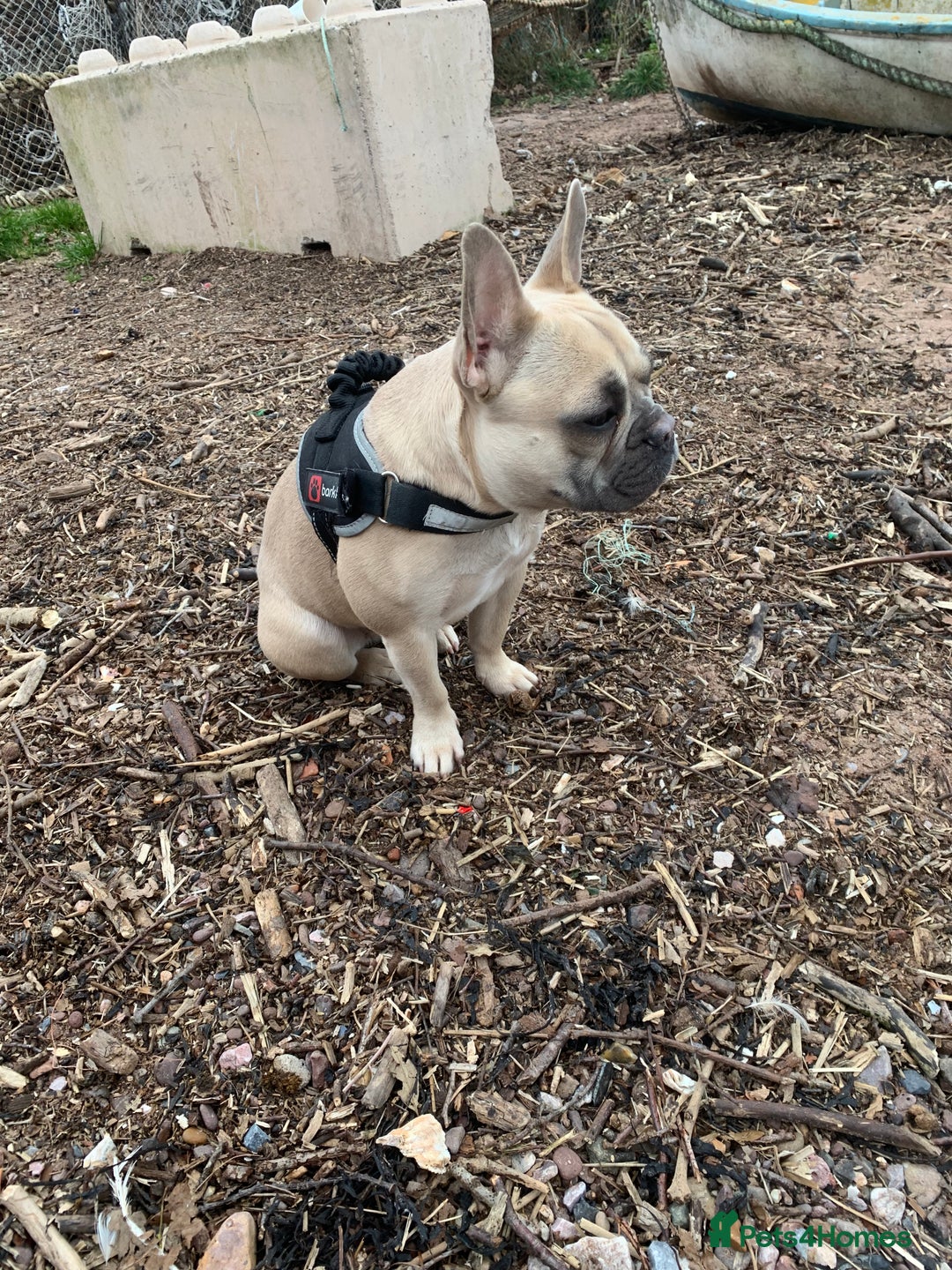 French Bulldog dogs for sale: Frenchie pups - Advert 1