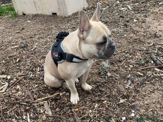 French Bulldog dogs - Advert 2