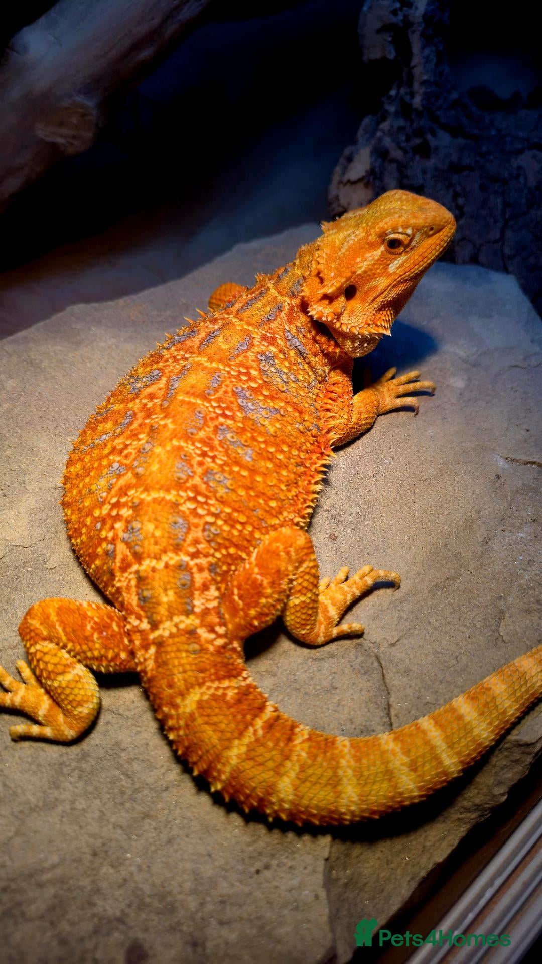 Bearded Dragon reptiles Hypo Orange Blue Bar Berded Dragon  - Advert 7