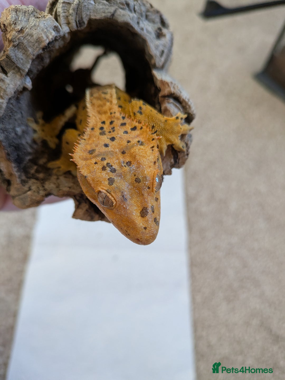 Gecko reptiles for sale: Beautiful Female Crested Geckos    - Image 2