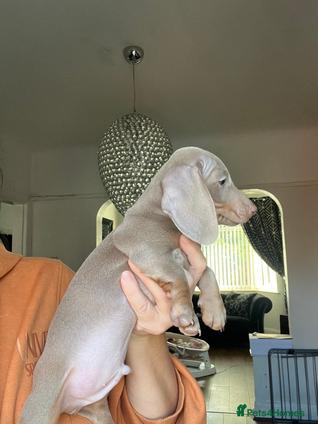 Miniature Dachshund dogs for sale: REDUCED KC miniature dachshunds READY TO LEAVE  - Image 8