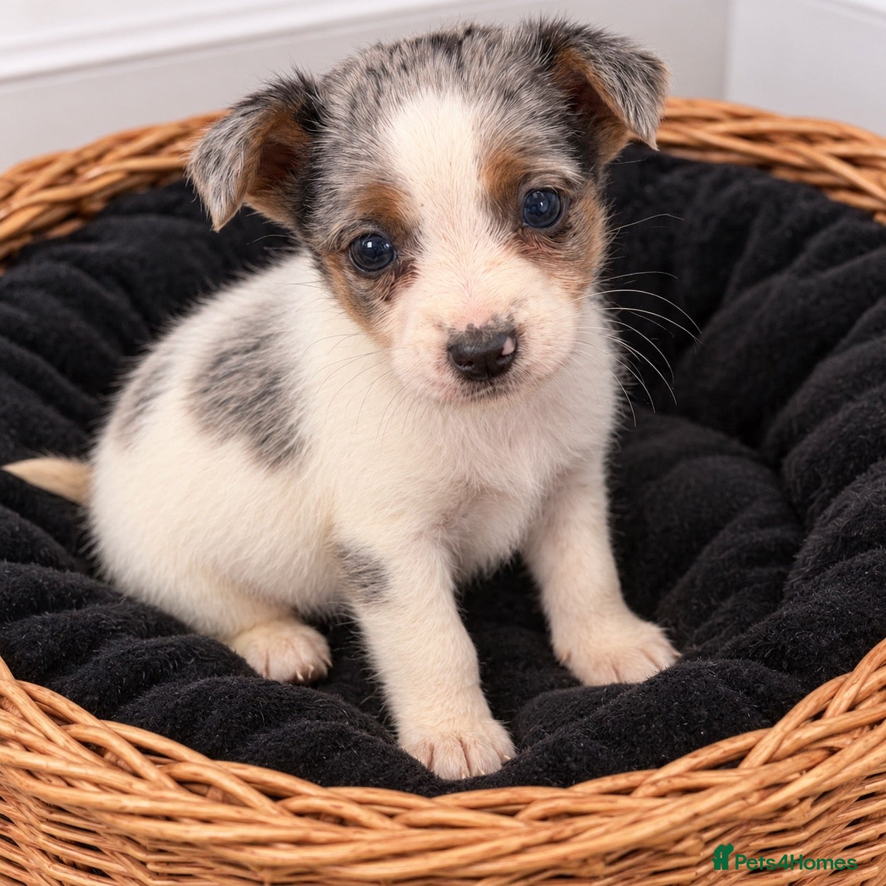 Jack Russell dogs for sale: Last Boy Puppy Remaining!  - Advert 1