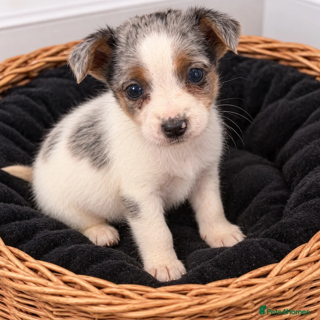 Jack Russell dogs for sale: Last Boy Puppy Remaining!  - Advert 1