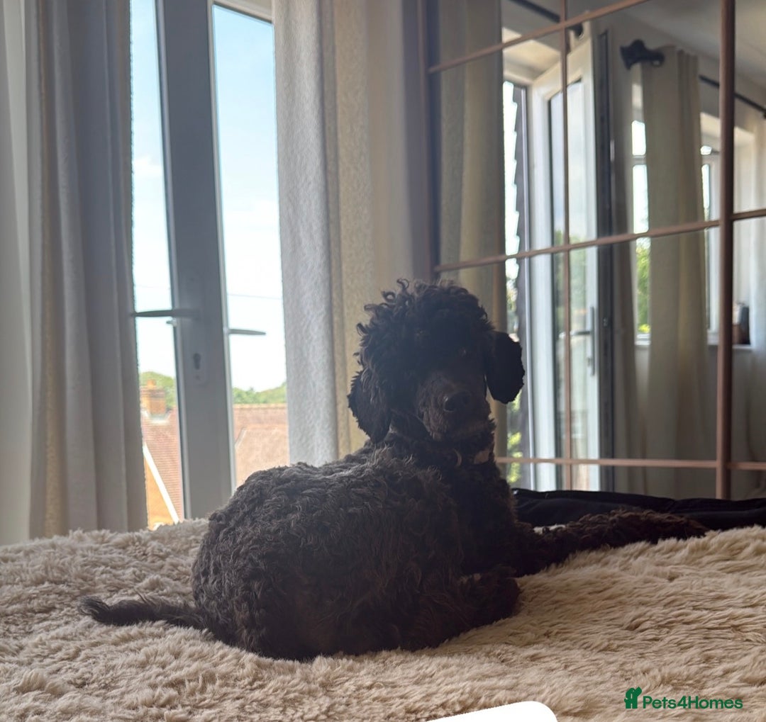 Miniature Poodle dogs for sale: Vinnie our minature poodle - co own  - Advert 4