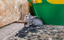 Bengal cats for sale: Bengal cross kittens - Image 8