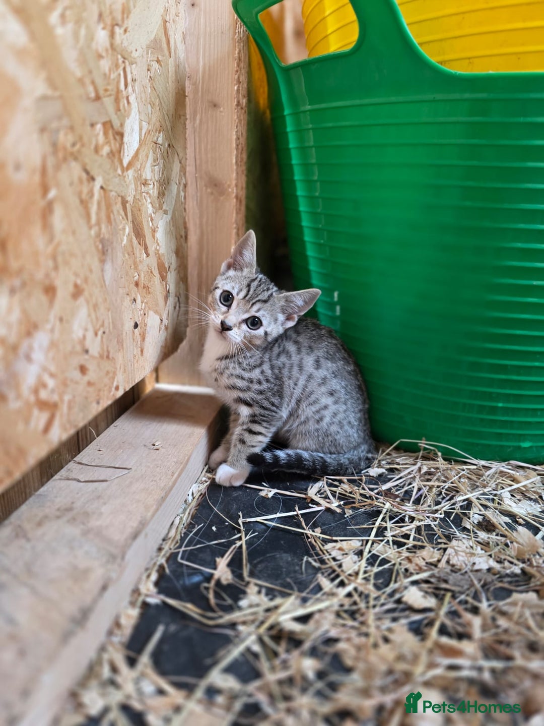 Bengal cats for sale: Bengal cross kittens - Image 8