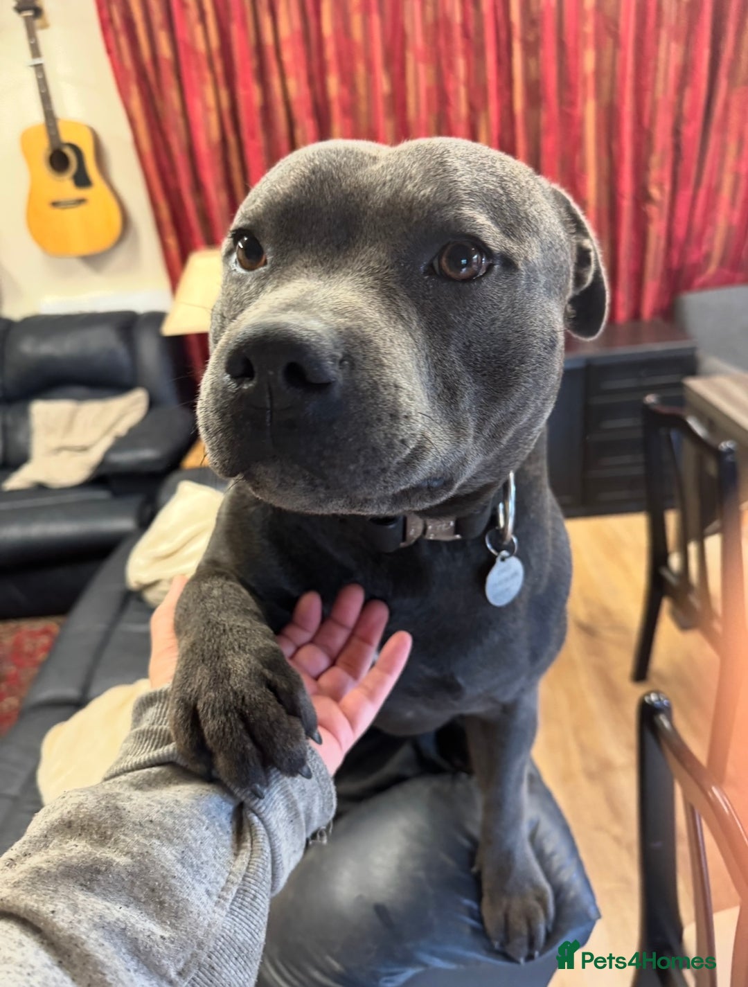 Staffordshire Bull Terrier dogs for sale: KC & DNA tested Staffordshire Bull Terrier Puppies - Advert 16