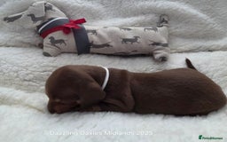 Miniature Dachshund dogs for sale: Shorthaired Minature Daschunds  - Image 34