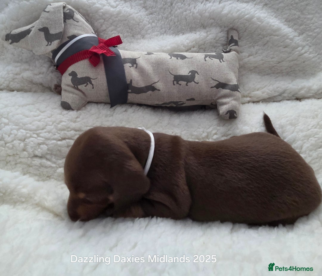 Miniature Dachshund dogs for sale: Shorthaired Minature Daschunds  - Image 34
