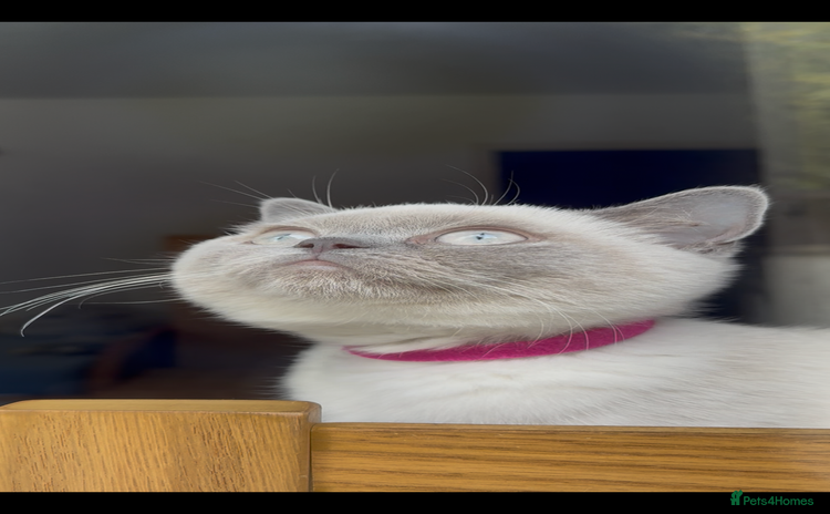 British Shorthair cats in Alloa - Advert 1