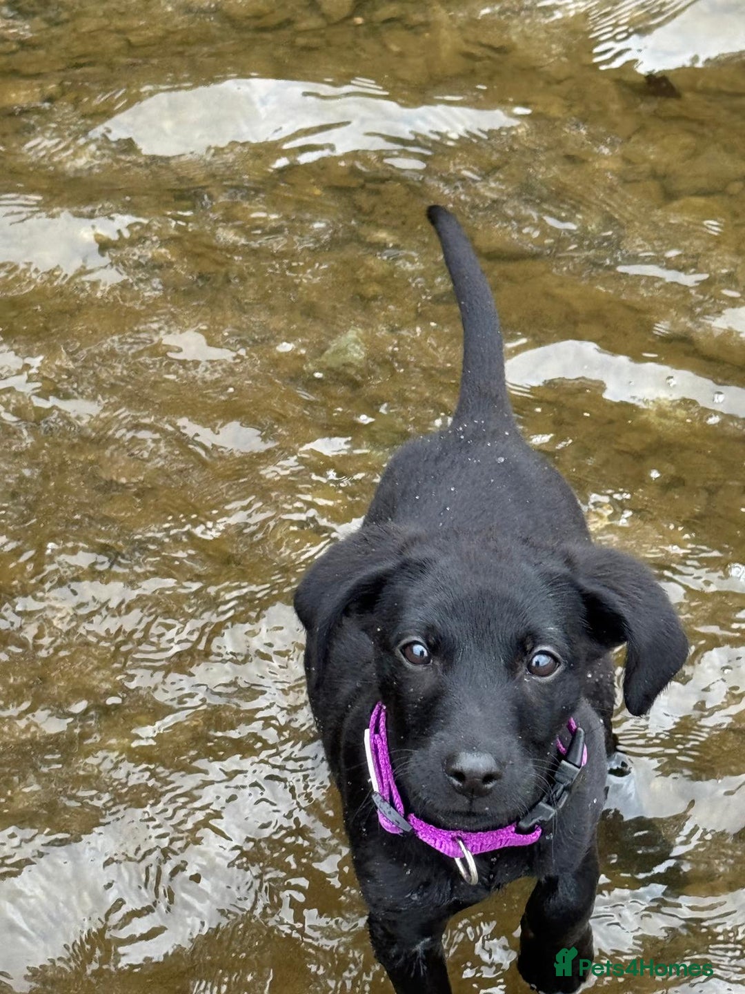 Labrador Retriever dogs for sale: Beautiful Labroador boy - Image 4