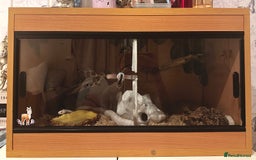 Corn Snake reptiles for sale: Corn Snake for Sale, includes vivarium + extras. - Image 4