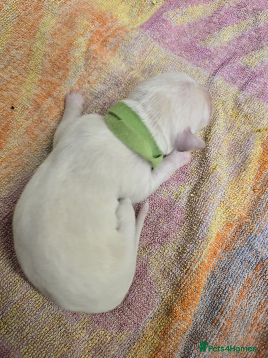 Mixed Breed dogs for sale: English pointer cross saluki/greyhound  - Advert 25