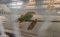 Lovebirds birds for sale: Stunning pair of bonded lovebirds  - Image 3
