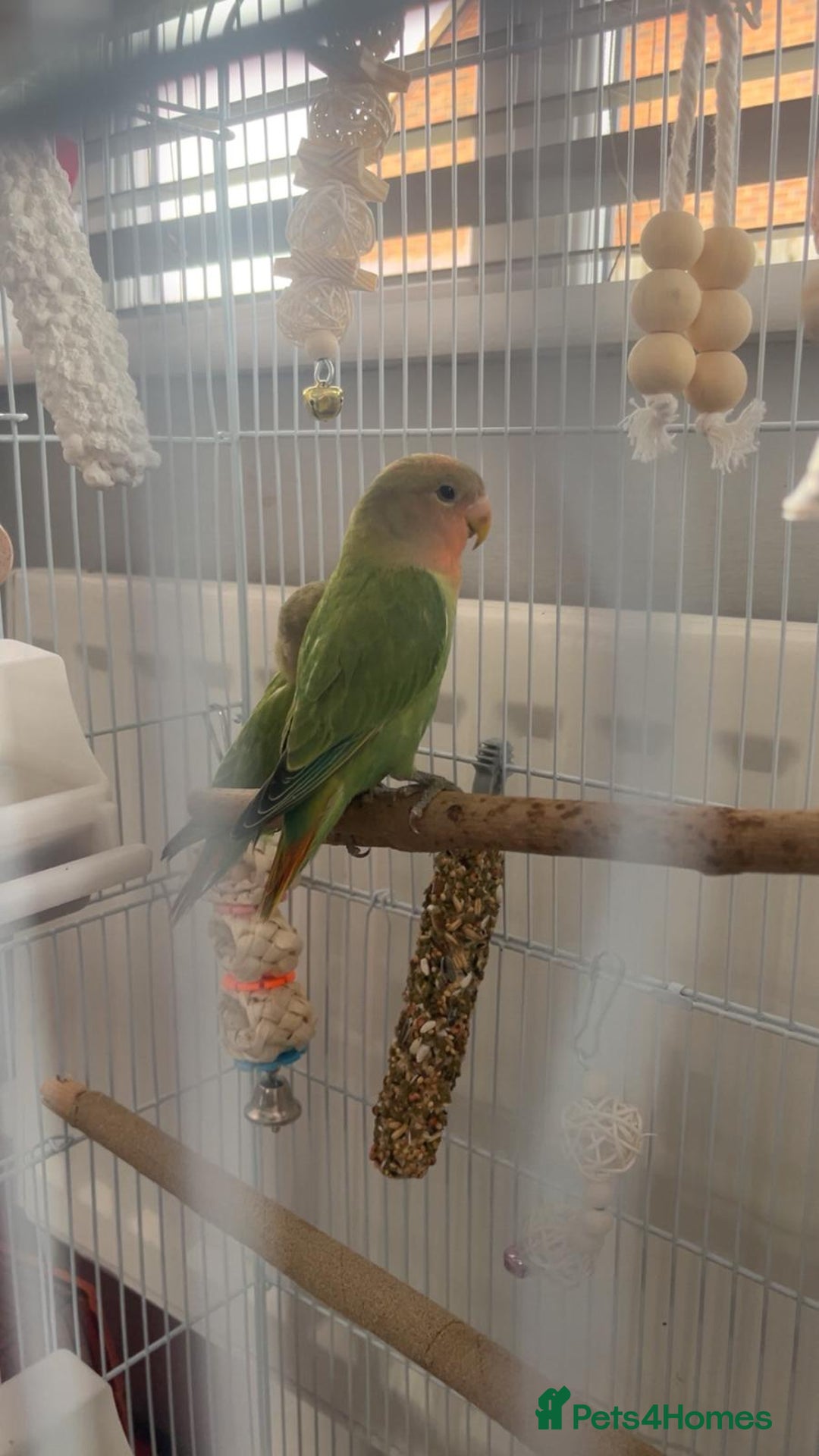 Lovebirds birds for sale: Stunning pair of bonded lovebirds  - Image 3