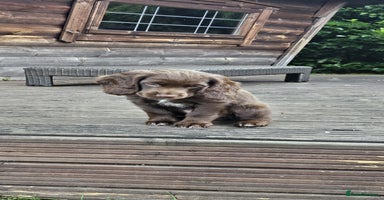 Sprocker dogs in Kidderminster - Advert 6