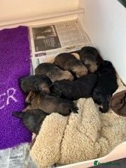 Border Terrier dogs border terrier puppies for sale - Advert 1