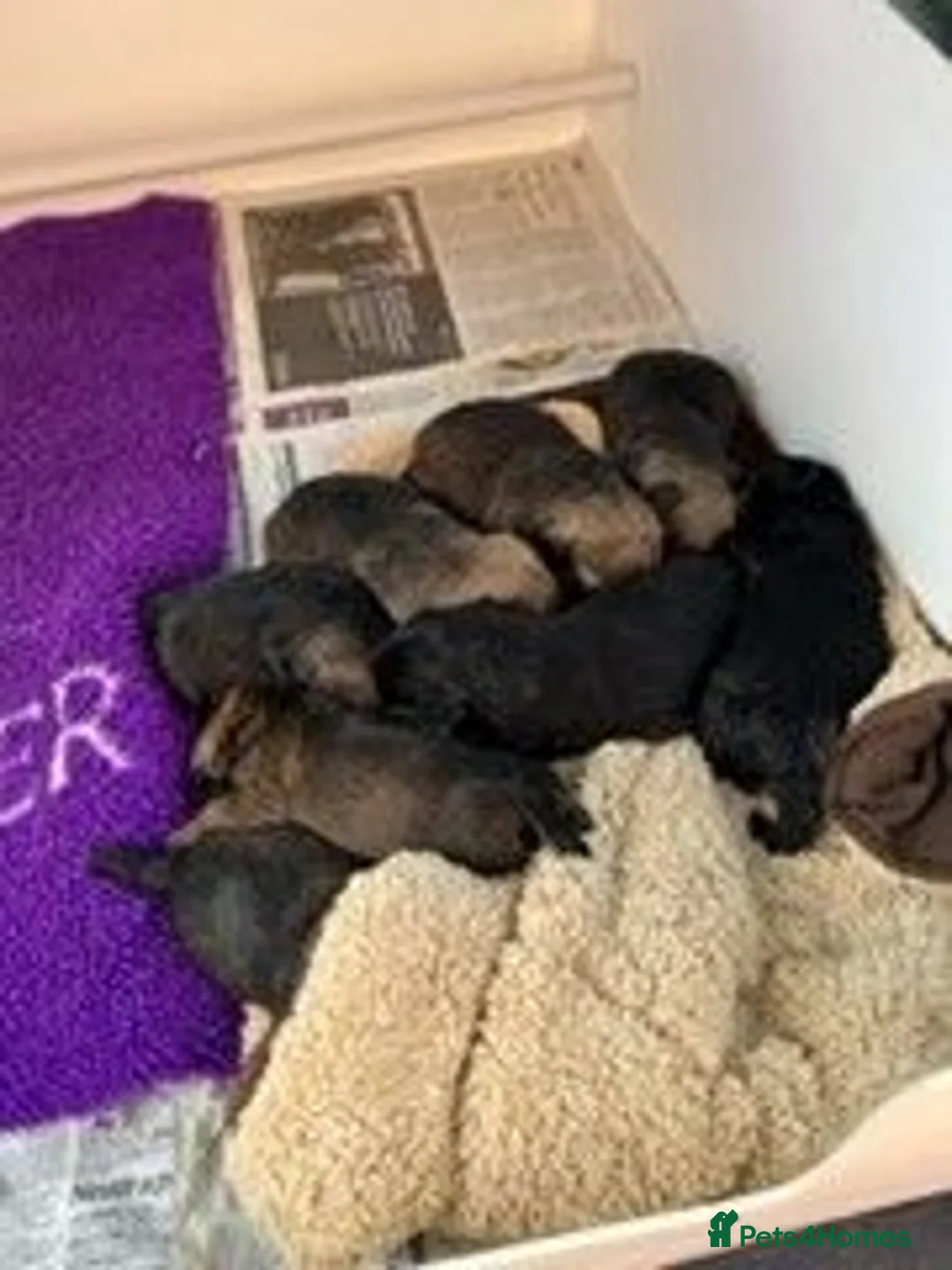 Border Terrier dogs for sale: border terrier puppies for sale - Advert 1