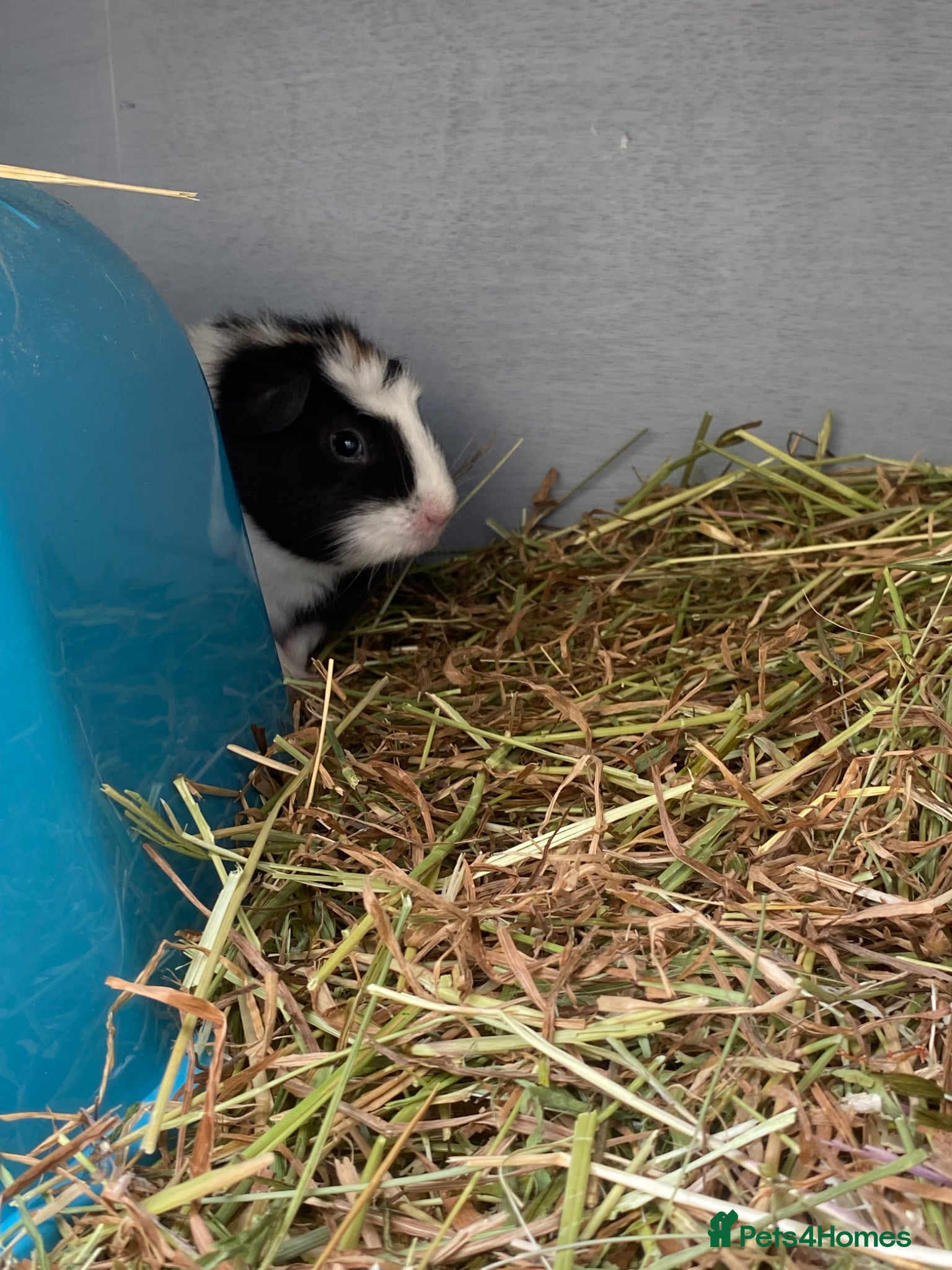 Guinea Pig rodents for sale: 50 the pair female Guinea pigs  - Advert 1