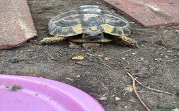 Tortoise reptiles for sale: 5 years old Herman female - Image 5