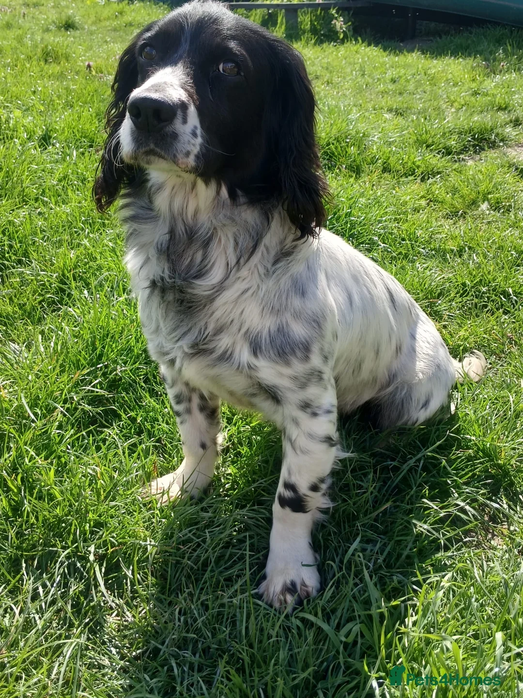 Sprocker dogs for sale: Keeper Bred Sprocker Puppies - Advert 2