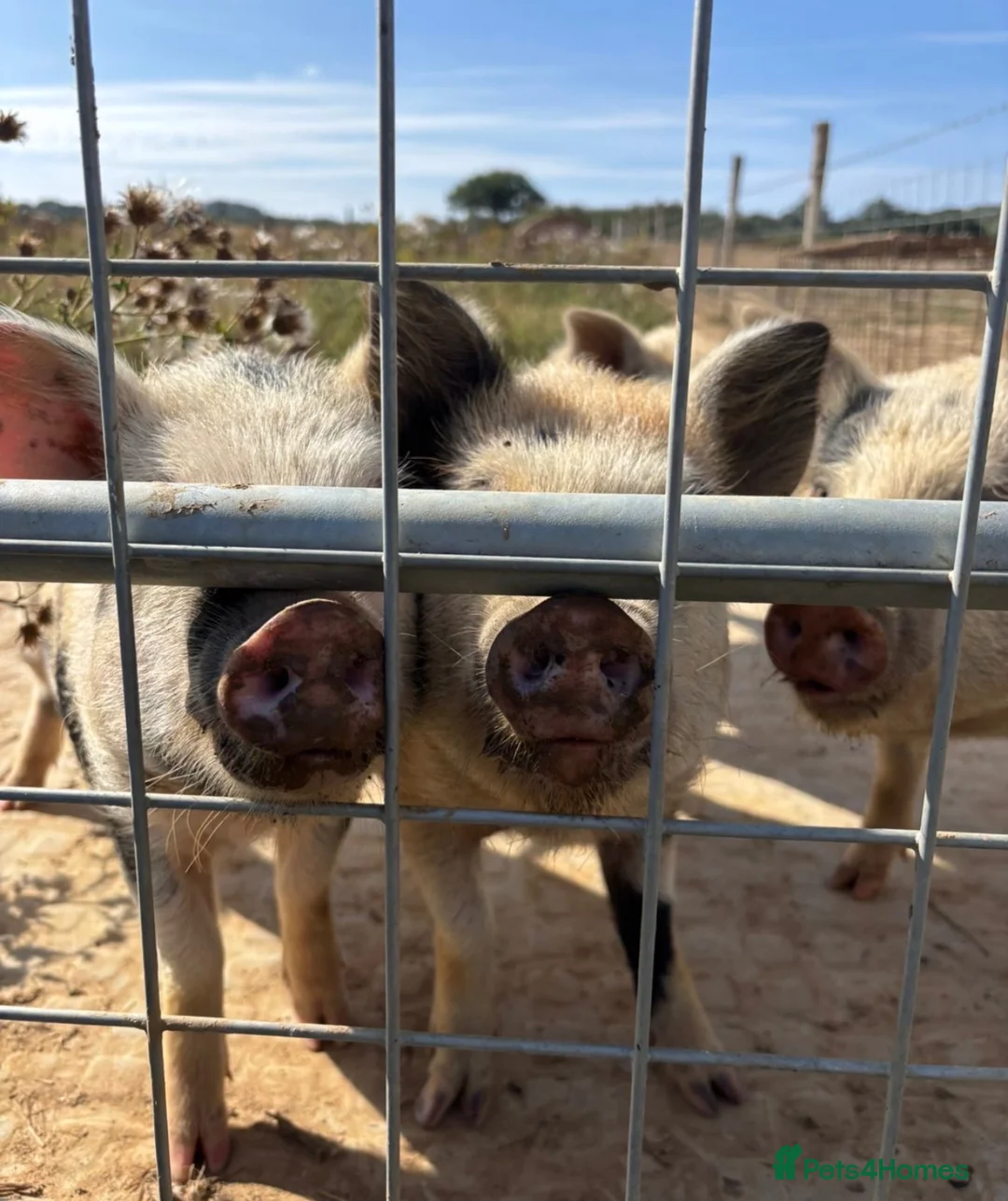 Pig livestock for sale: Julianna cross Pennywell gilts  - Advert 1