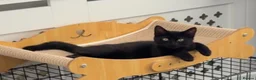Mixed Breed cats for sale: Female cat  - Advert 3
