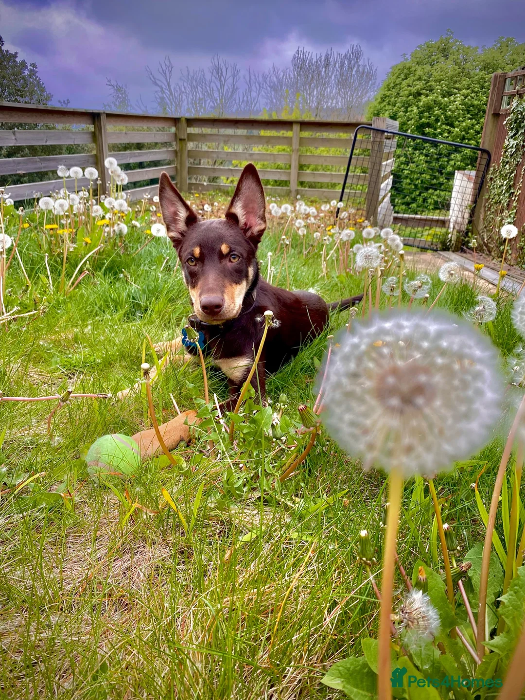 Australian Kelpie dogs for sale: 4 Year Old Australian Kelpie (Rusty) - Advert 2