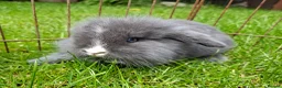 Mixed Breed rabbits for sale: 4 lovely minilop lionhead rabbits  - Advert 6