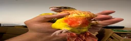 Conures birds for sale: Green check conures tamed - Advert 4