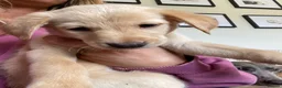 Mixed Breed dogs for sale: Lurcher puppies ready for forever homes - Advert 19