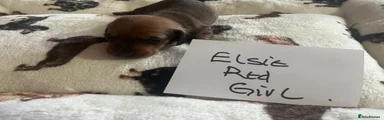 Elsie