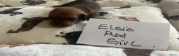 Dachshund dogs for sale: Dachshund-Miniature Smooth  - Advert 3