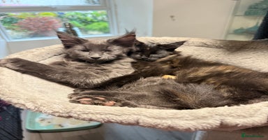 Maine Coon cats - Advert 3