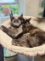 Maine Coon cats - Advert 3