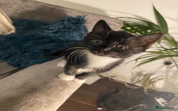 Mixed Breed cats for sale: BEAUTIFUL BLACK AND WHITE KITTENS READY TO LEAVE🐱 - Image 2