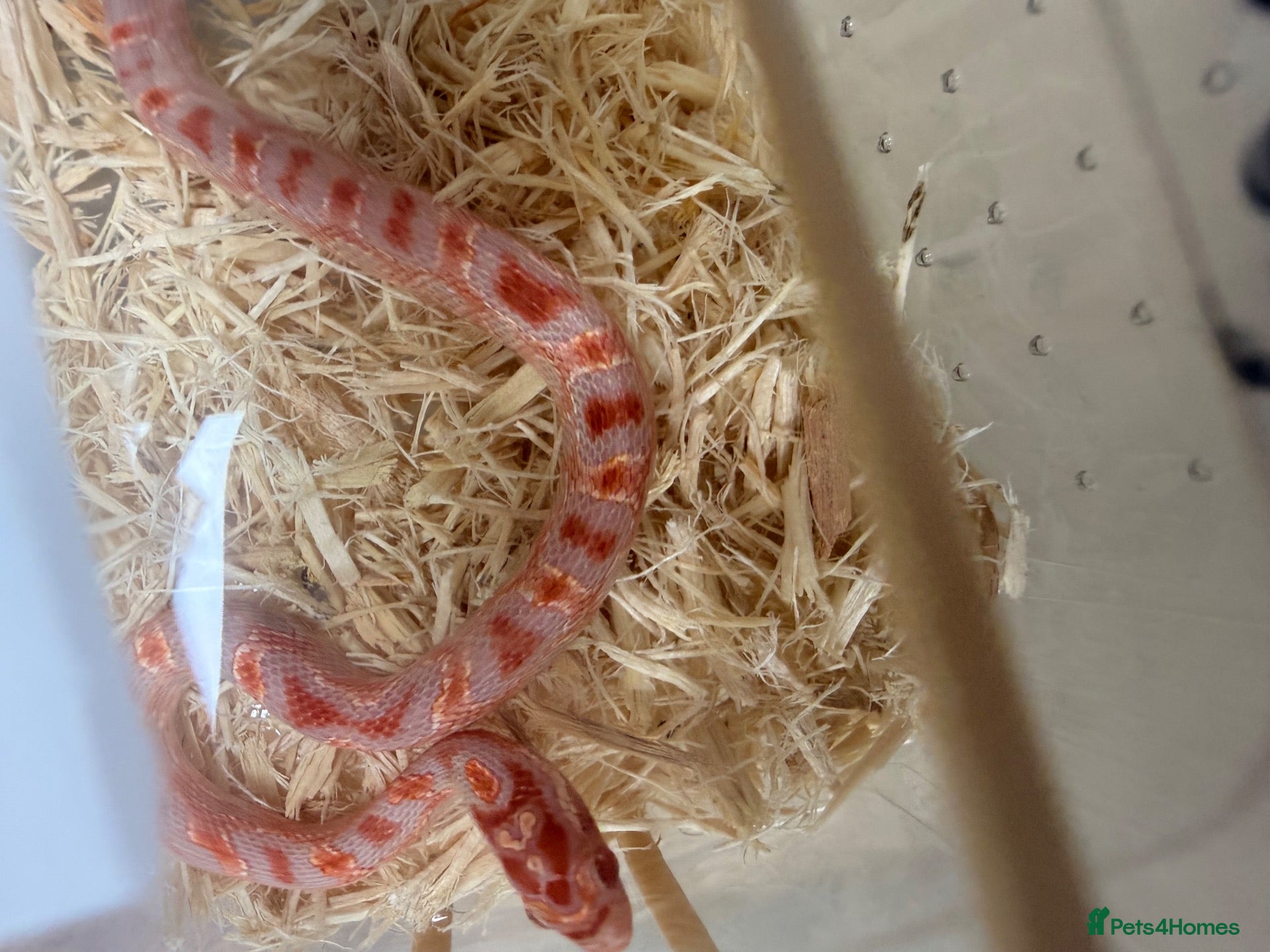 Boa Snake reptiles 2xcorn snakes 1xrainbow tree boa £ IN DESCRIPTION - Advert 1