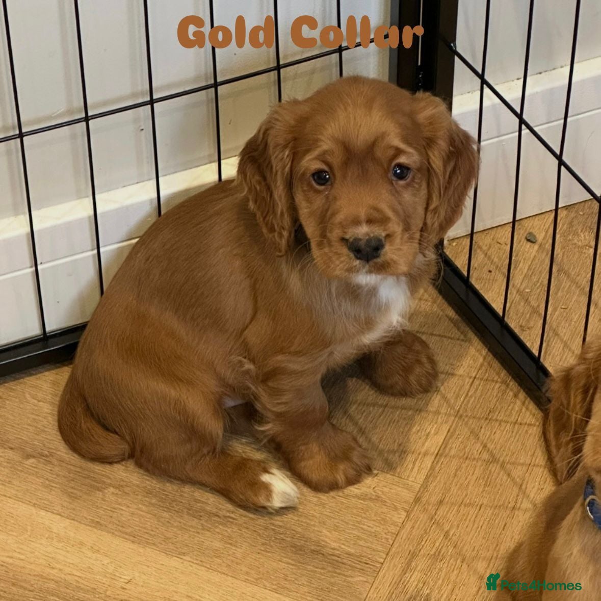 Cocker Spaniel dogs Stunning Cocker Spaniel Puppies - Advert 1