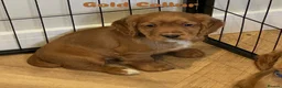 Cocker Spaniel dogs for sale: Stunning Cocker Spaniel Puppies - Advert 1