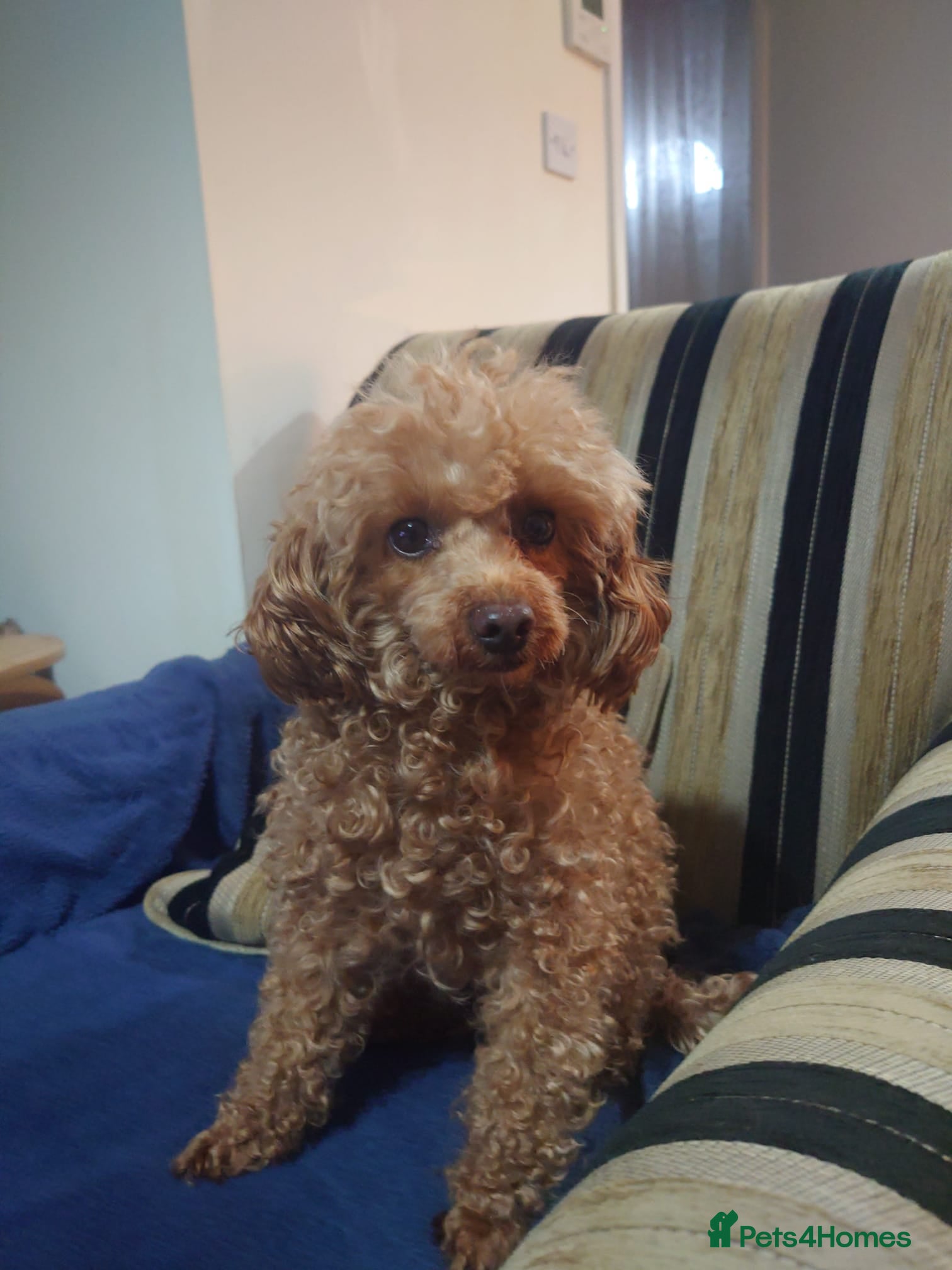 Toy Poodle dogs Toy poodle girl  - Advert 2