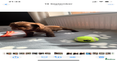 Cocker Spaniel dogs - Advert 3
